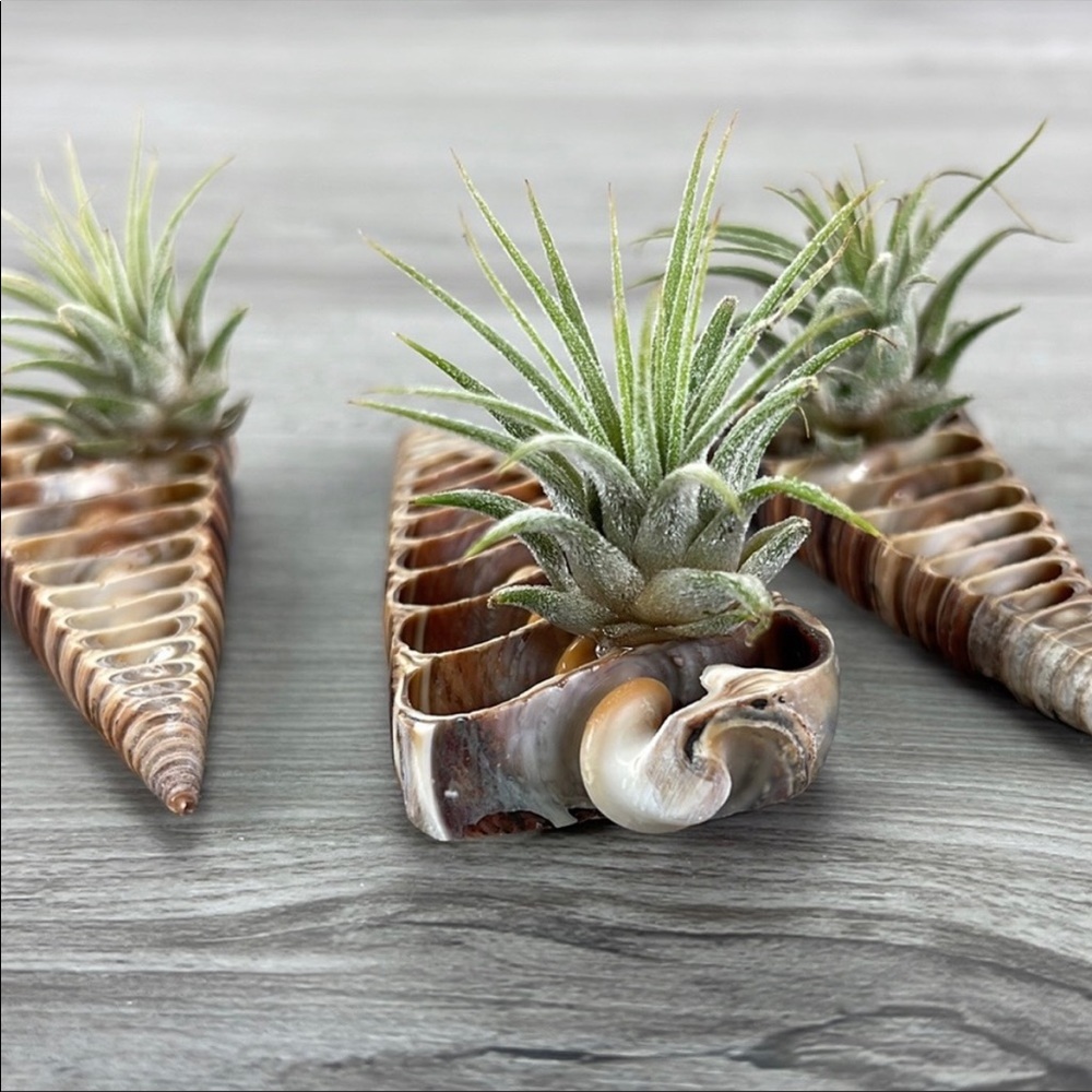 🌿Air Plant In A Shell🌿 - Picture 8 of 8